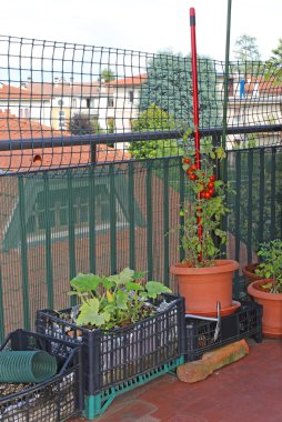 Kırmızı asma domates Teras Beijing bir küçük kentsel bahçede