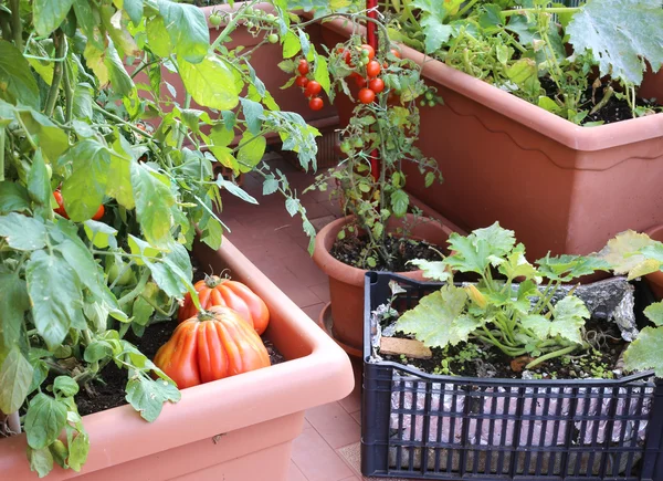 Plants of tomatoes and zucchini in the pots of an urban garden i — Stock Photo, Image