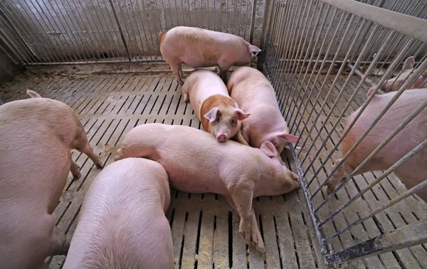 Porcos gordos em uma pocilga em uma fazenda — Fotografia de Stock