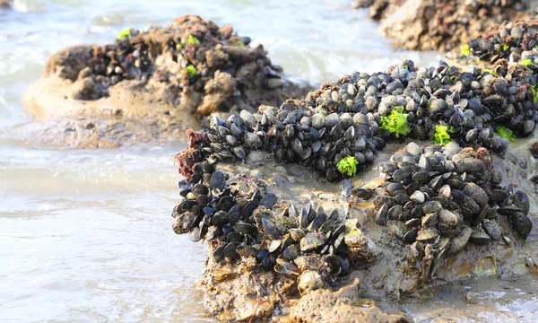 Schwarze Miesmuscheln auf den Felsen am Meer — Stockfoto