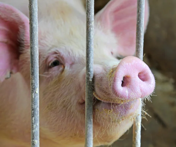 sağlam çelik çubuklar ile arpacık ekmek