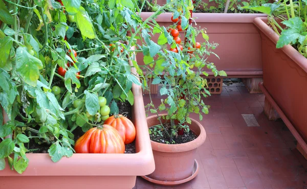 Plantas de tomates en el jardín urbano de un pequeño apartamento — Foto de Stock