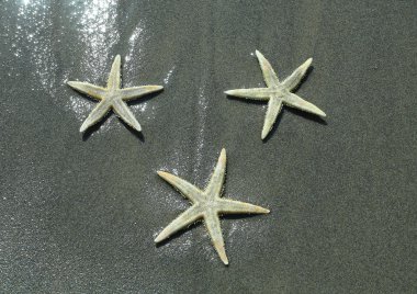 okyanus kıyısında üç deniz yıldızı