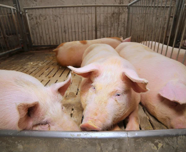 Porcos gordos em uma pocilga em uma fazenda — Fotografia de Stock