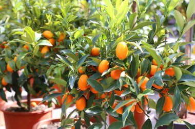 birkaç asılı kumquats meyve ağacı üzerinde