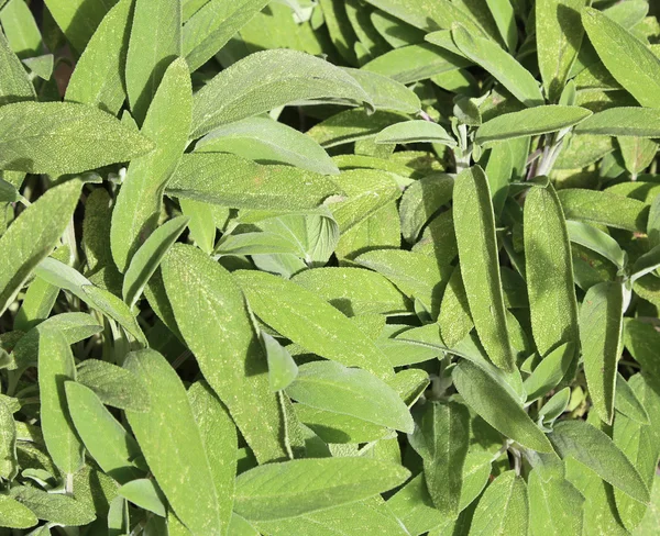 Muitas folhas de Sage no jardim de ervas — Fotografia de Stock