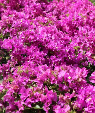 arka plan g renkli yaprakları çiçek çiçek