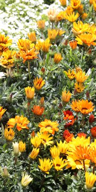 güzel çiçek çiçek ile renkli petal arka plan