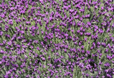 Birçok lavanta çiçek arka plan