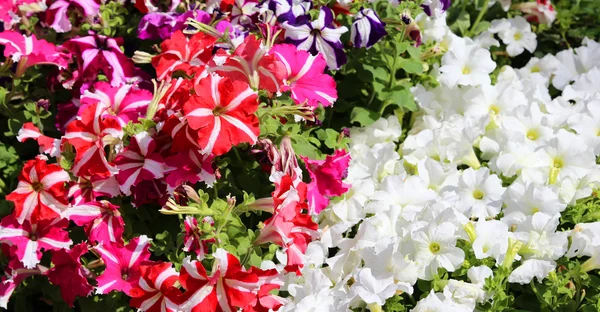 Muitas flores petúnias no mercado no verão — Fotografia de Stock