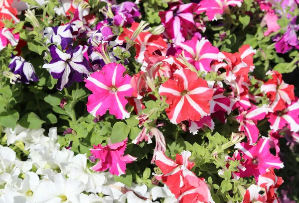 Flores de petunia en el mercado en verano —  Fotos de Stock