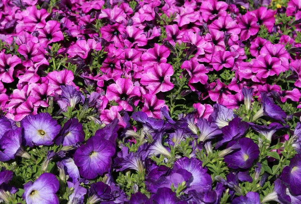 A piacra nyáron sok petunia virág — Stock Fotó