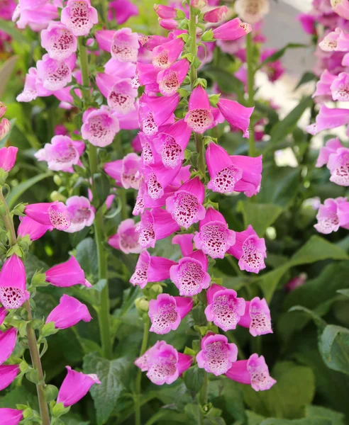 Campanula flowers in the pretty garden — Stock Photo, Image