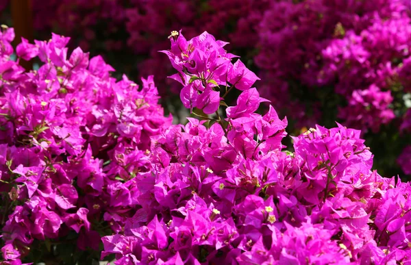 Hintergrund der schönen Blumen in voller Blüte mit den magenta Blütenblättern — Stockfoto