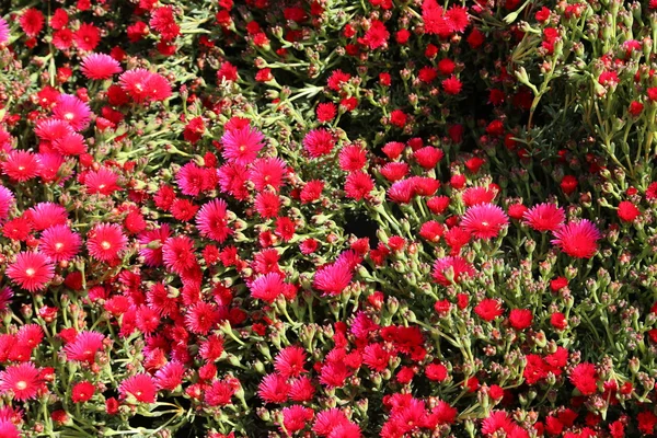Hintergrund der Blumen mit den bunten Blütenblättern im Garten — Stockfoto