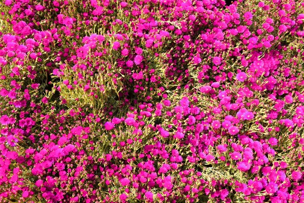 Background of beautiful flowers in bloom — Stock Photo, Image