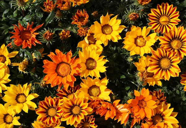 Bloemen in bloei met de gele bloemblaadjes in de tuin in het voorjaar — Stockfoto