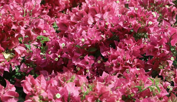 Roter Hintergrund schöner Blumen in voller Blüte — Stockfoto
