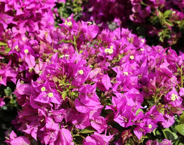 Fond de belles fleurs en fleur avec les pétales violets — Photo