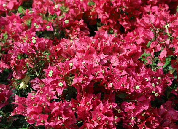 Hintergrund der roten Blumen in voller Blüte — Stockfoto