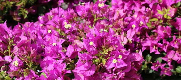 Fond violet de belles fleurs en fleurs — Photo