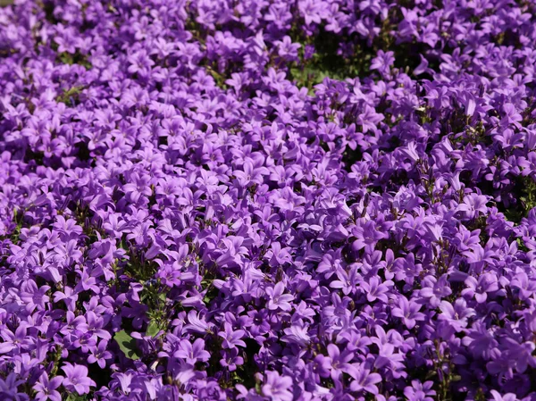 Violette Blüten, Glockenblume oder Glockenblume genannt — Stockfoto