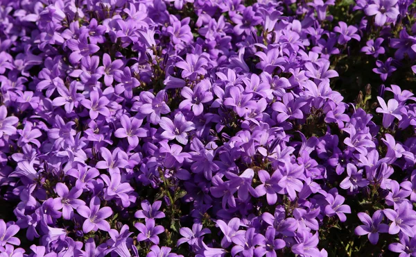 Violette Blüten, Glockenblume oder Glockenblume genannt — Stockfoto
