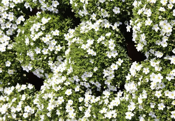 Background of flowers in bloom with the petals in the garden in — Stock Photo, Image