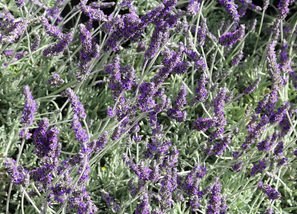 Viele duftende Lavendelblüten auf dem Feld — Stockfoto