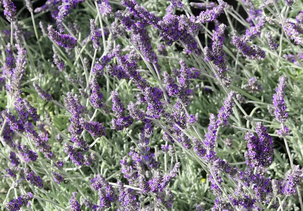 Molti fiori profumati di lavanda — Foto Stock