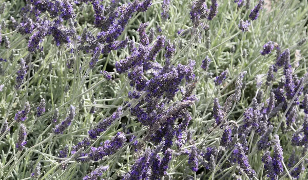 Lavender květiny v poli na jaře — Stock fotografie