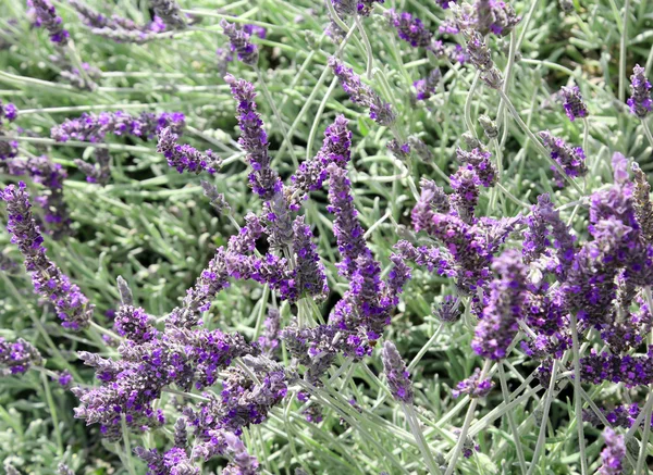 Lavender květiny v poli na jaře — Stock fotografie