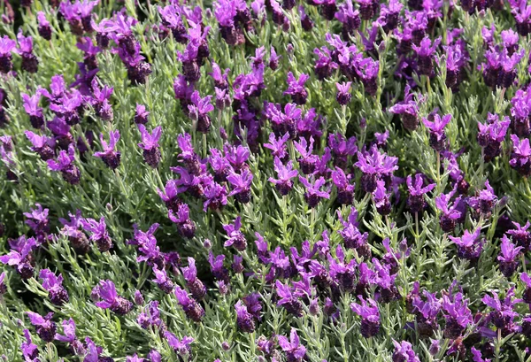 Viele blühende Lavendelblüten auf dem Feld — Stockfoto
