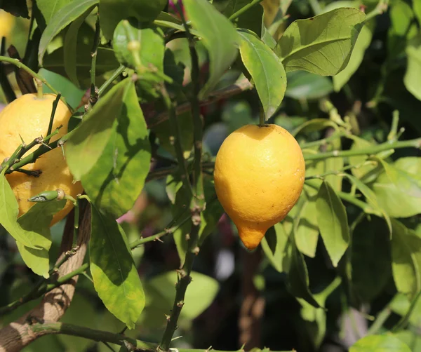 果樹園のツリーに 2 つの黄色いレモン — ストック写真