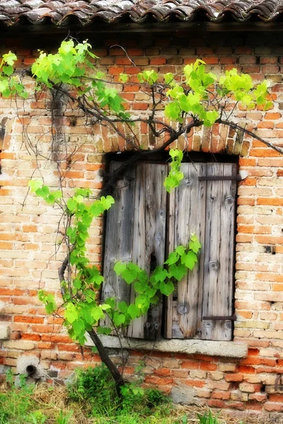 Fenster des alten Backsteinhauses und ein Weinberg mit Weinreben — Stockfoto