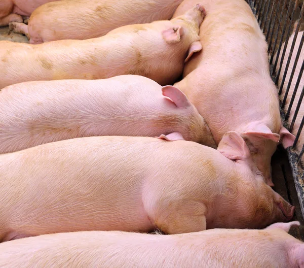 Cerdo dormido en una granja porcina —  Fotos de Stock