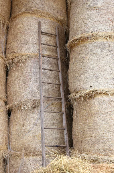 Wood ladder in the barn of the farm — Stock Photo, Image