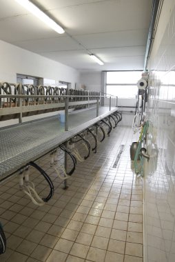 Otomatik sistemler için modern çiftlik keçi sağım