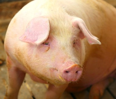 bir çiftlikte arpacık şişko domuzlar