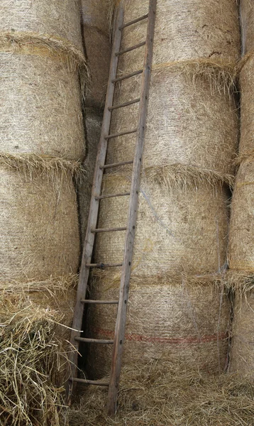 Scala in legno nel fienile dell'azienda agricola — Foto Stock