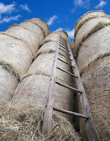 Escalera de madera en el granero con fardos de heno —  Fotos de Stock