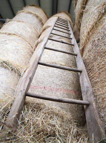 在农场的谷仓里的木梯 — 图库照片