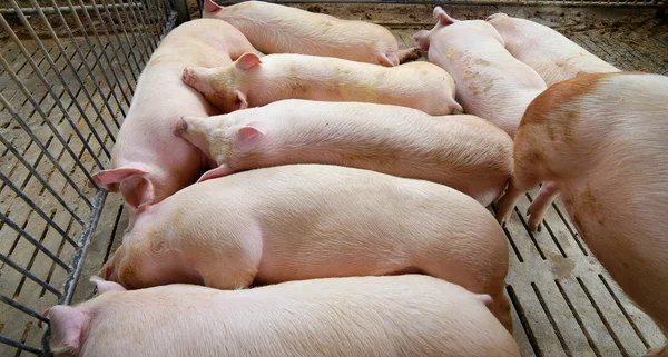 fat and tired asleep pig in pig-breeding farm