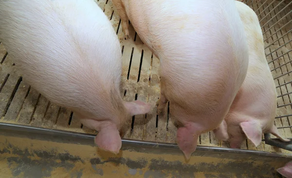 Porcos gordos e porcas comem no gado da fazenda — Fotografia de Stock