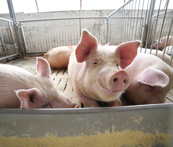 Fat pigs in a sty on a farm — Stock Photo, Image