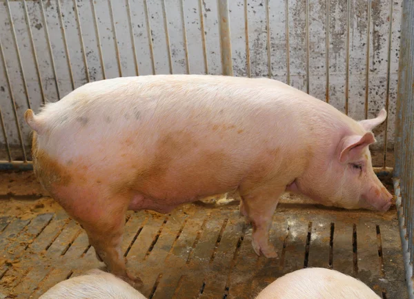 Tłuszczu świń w chlewie w gospodarstwie — Zdjęcie stockowe