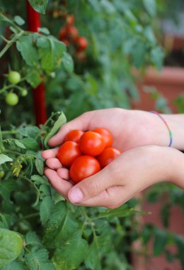 Çocuk elleriyle taze domates sadece--dan hasat tam 