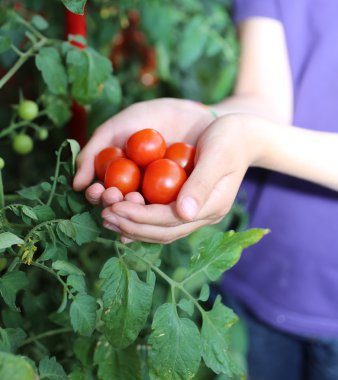 Çocuk elleriyle taze domates sadece--dan hasat tam 