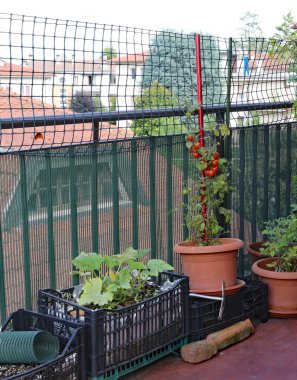 Kırmızı asma domates t üzerinde küçük bir kent Bahçe Saksı bitki