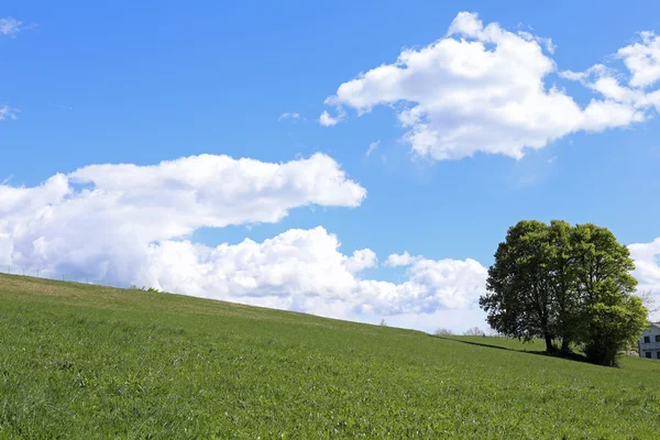 Árbol aislado en medio de la pradera verde en verano — Foto de Stock